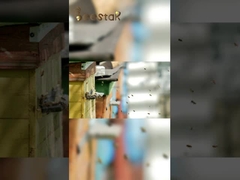 Naturalne 10-HDA Organiczne Świeże Mleczko Pszczele Czyste Mleczko Pszczele dla zdrowia