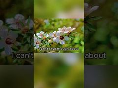 Naturalny miód pszczeli 250g Organiczny Czysty Miód Surowy Miód Manuka z Nowej Zelandii Naturalny Miód Pszczeli