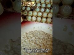 Produkt pszczeli wysokiej jakości 10-HDA Organiczne Świeże Mleczko Pszczele Czyste Świeże Pokarm Królowej