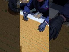 Z bliska: Spersonalizowane, surowe, świeże produkty pszczele z pyłkiem kwiatowym, witaminami pszczelimi, nowymi, świeżymi, naturalnymi produktami pszczelimi