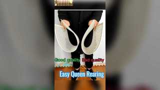 Brak systemu hodowli królowej pszczół szczepionych