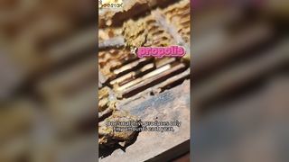 Czy wiesz, jak pozyskuje się propolis, nazywany „fioletowym złotem”?