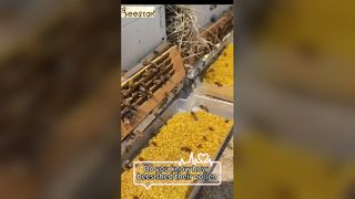 Czy wiesz, jak pyłek pszczeli spada z nóg pszczoły?