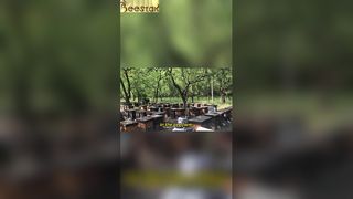 Pasieka przedstawia scenę doskonałej harmonii.