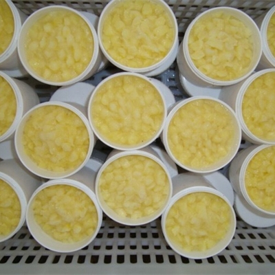 kupować 10-HDA 1,8% Organiczna Świeża Mleczko Pszczele 100% Czyste produkcja online