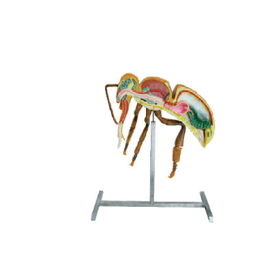 kupować Narzędzia pszczelarskie Sprzęt pszczelarski 60 cm 110 cm Wysokość modelu anatomii pszczół produkcja online
