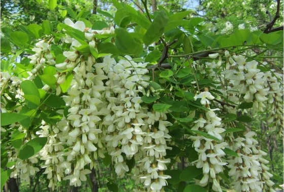 nazwisko